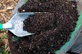 We did not find results for: Cara Membuat Pupuk Organik Dari Daun Ternyata Mudah Dan Cepat Ilmubudidaya Com