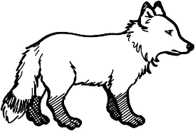 Baby arctic fox coloring pages. Arctic Animals Little Arctic Fox In Arctic Animals Coloring Page Fox Coloring Animal Coloring Page Fox Coloring Pages