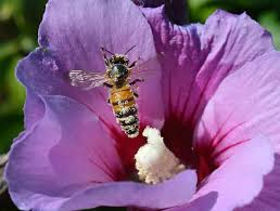 Flowers even give bees nectar, which they use to make honey, as motivation to visit. Why Are Bees Important You Asked Google Here S The Answer Alison Benjamin The Guardian