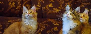 We are building a web page for our. The Gentle Giant Maine Coon Cat Profile Facts And Care Life Cats