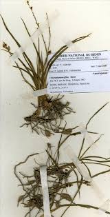 Image result for Chlorophytum affine