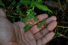 Image result for Indigofera colutea