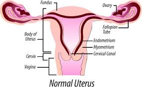 national uterine fibroids foundation