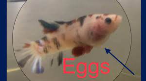 How To Tell If Your Betta Female Is Ready To Breed Youtube