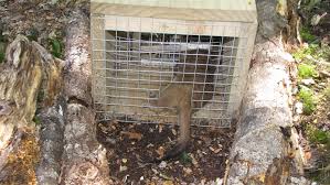 When did new zealand bring in border closures? Ground Control For Pests Methods Of Control