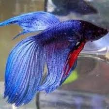 Betta fish care on vacation. Betta World Peace Bettaworldpeac Twitter