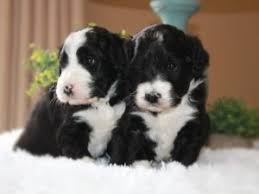 V first set of puppy shots given by our veterinarian. Bernedoodle Puppies In Michigan Top 5 Breeders 2021 We Love Doodles