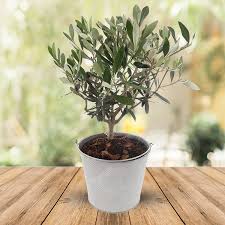 Plantes Balcon Exposition Sud Blog Deco Clem Around The Corner Plante Arbuste En Pot Plante Balcon