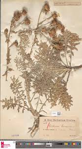 Image result for Cineraria deltoidea
