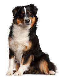 database error tiere hund australian shepherds beliebte hunderassen