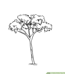 How To Draw A Gum Tree Tree Drawing Animal Line Drawings Tree Line Drawing