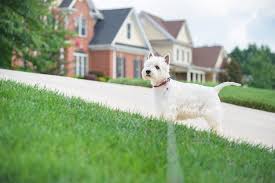 We did not find results for: The Best Underground Dog Fences According To A Vet Pet Life Today