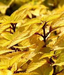 Image result for Coleus melleri
