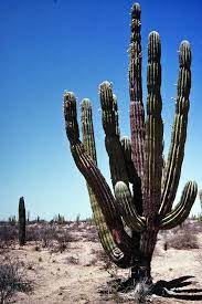 Even that isn't very deep compared to some desert shrubs such as creosote brush with. How Deep Are Cactus Roots Quora