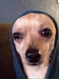 Aesthetic Boujee Inspo Tumblr Pfp Pfp Cartoon Mood Funny Memes Animal Dog Cat Animal Memes Dog Memes Cute Animal Memes