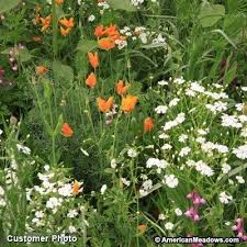 American seed is a full line, american owned, seed company specializing in quality seed at affordable prices. Southwest Wildflower Seed Mix Wildflower Seeds Wild Flowers Low Water Plants