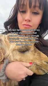 Last Alpaca Greenside