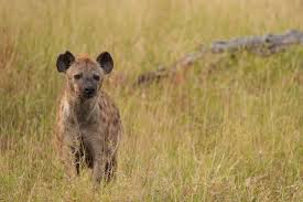 Image result for Heinsenia