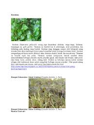 Bisa jadi anda sering melihat #rumput jenis ini bukan? Macam Gulma Rumput
