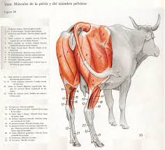 Posterior View Of Cow Muscles Anatomy Www Anatomynote Com Pet Vet Vet Medicine Anatomy