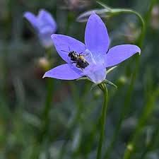 Image result for Wahlenbergia persimilis