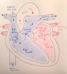 Circulatory System Blood Flow Pathway Through The Heart