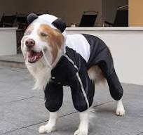 Capa de chuva para animais de estimação de quatro pernas ...