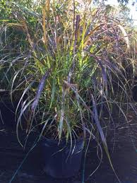 Although not hardy in northern areas, annual fountain grass is an outstanding accent plant for the annual border. Red Fountain Grass Liberty Landscape Supply