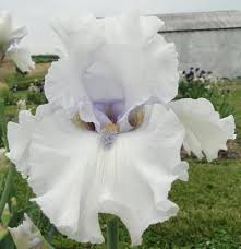 Kilt lilt is an exciting, almost gaudy iris in the speckled pattern called plicata. Tall Bearded Iris Iris Big And Rich In The Irises Database Garden Org