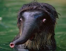 Q What Do You Call An Elephant That Doesn T Matter A An Irrelephant Funny Animals Bones Funny Elephant