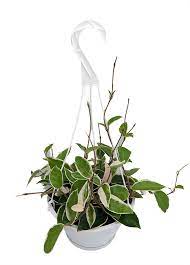 Hoya krimson queen is fond of high humidity levels, which enhances the blooming process. Krimson Queen Wax Plant Hoya 8 Hanging Basket Walmart Com Walmart Com