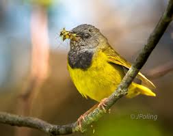 Birds Of North Carolina Book Mourning Warbler Western North Carolina Newfoundland North Carolina