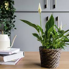 Check spelling or type a new query. Peace Lily Plant Care Growing Guide
