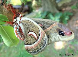 Image result for Cecropia