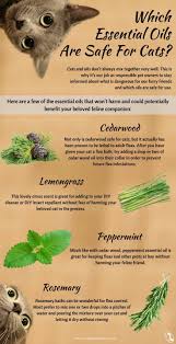 Just like dogs, cats are known to become ill after eating chocolate. Which Essential Oils Are Safe For Cats Essential Oils Cats Essential Oils Dogs Cat Essentials