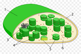 Other aspects of elephant anatomy also support that ability. Chloroplast Diagram Not Labeled Hd Png Download Vhv