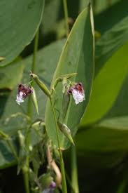 Image result for Thalia geniculata