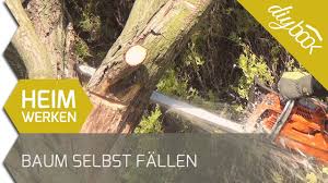 Baum Selber Fallen Anleitung Zum Fallen Einer Weide Diybook De