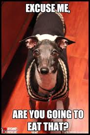 Make your own images with our meme generator or animated gif maker. Italian Greyhound Memes