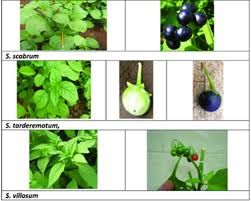 Image result for Solanum grossidentatum