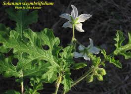 Image result for Solanum sisymbriifolium