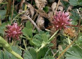 Image result for Trifolium wentzelianum
