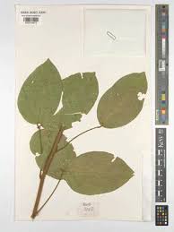 Image result for Ritchiea