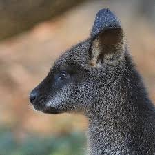 Profile Brush Tailed Rock Wallaby Sadly They Are Endangered In Victoria With Maybe Only 60 In The Wild In Two Unique Animals Endangered Wallaby