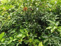 Image result for Uvaria schweinfurthii