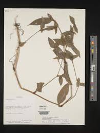 Image result for Cyanotis caespitosa