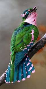 31 Turhan Nacar Kuslar Beautiful Birds Colorful Birds Bird Pictures