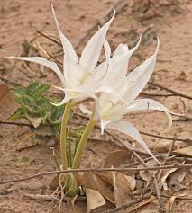 Image result for Crinum walteri