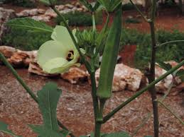 Image result for Abelmoschus