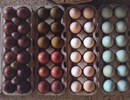 Image result for stock images of eggs maran
